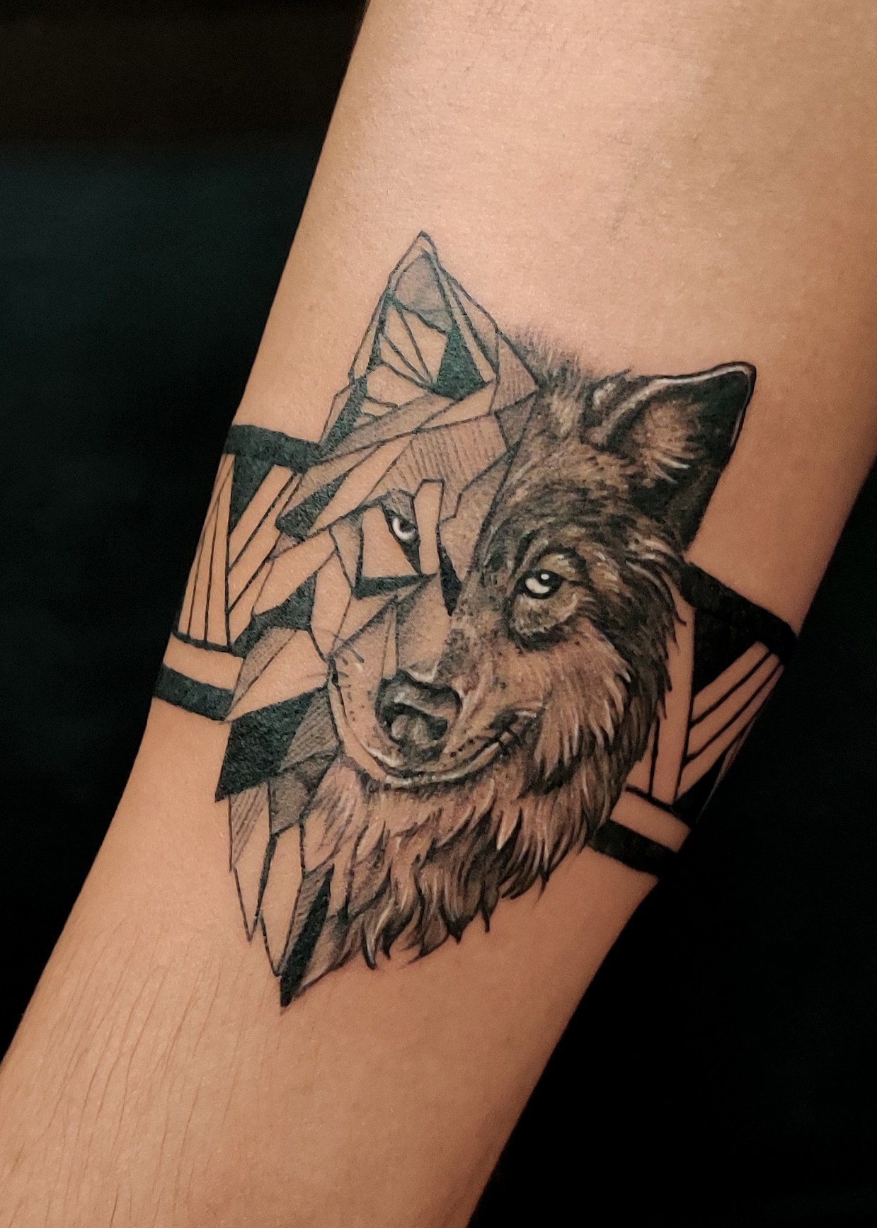 wolf with band